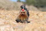 YORKSHIRE TERRIER 180